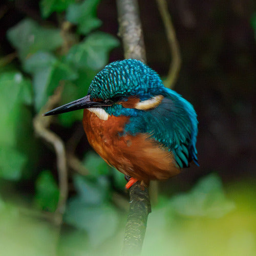 Eisvogel — Bild 1 von 8