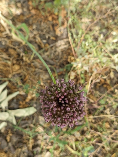 Elefantenknoblauch — Bild 5
