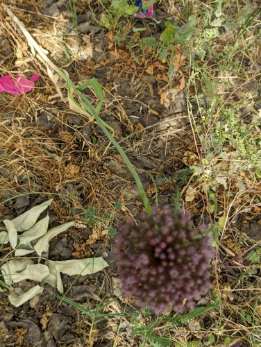 Elefantenknoblauch — Bild 4