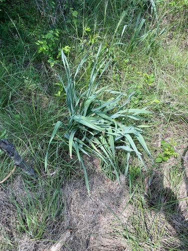 Elefantenknoblauch — Bild 2