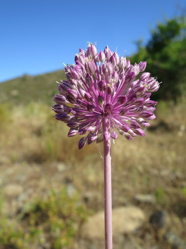 Elefantenknoblauch — Bild 3