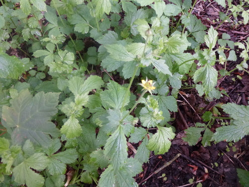 Elfenblume — Bild 4 von 24