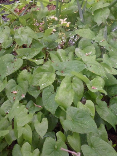 Elfenblume — Bild 3 von 24