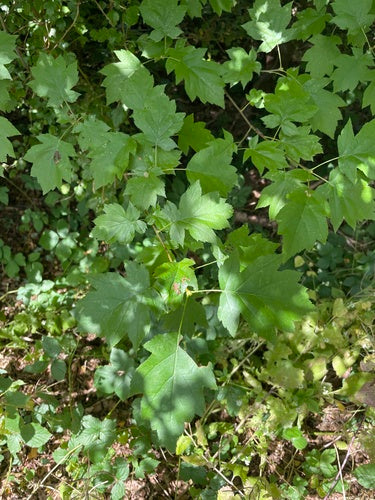 Elsbeere — Bild 2