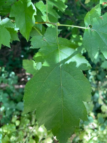 Elsbeere — Bild 1