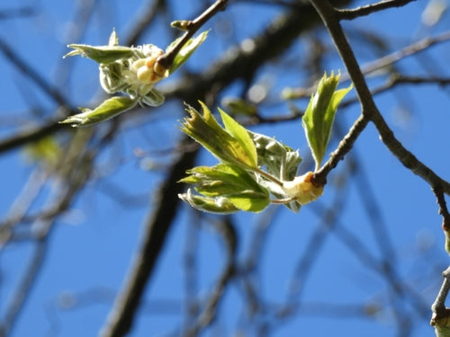 Elsbeere — Bild 5