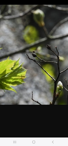 Elsbeere — Bild 4