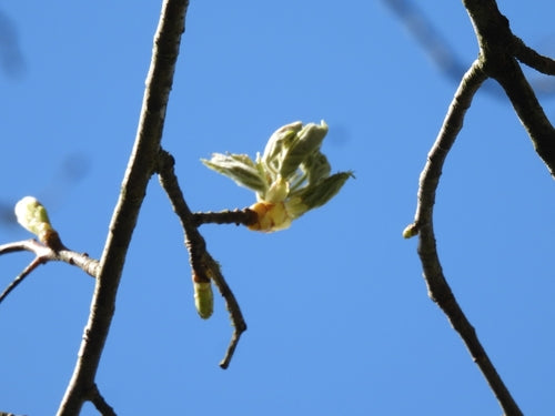 Elsbeere — Bild 3