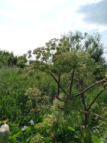 Engelwurz — Bild 3