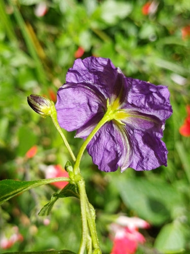 Enzianstrauch — Bild 4