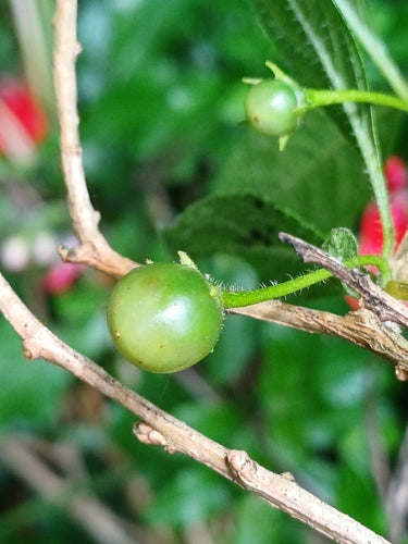Enzianstrauch — Bild 3