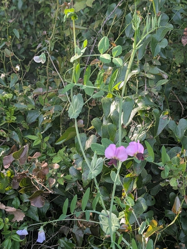 Erbsen — Bild 5