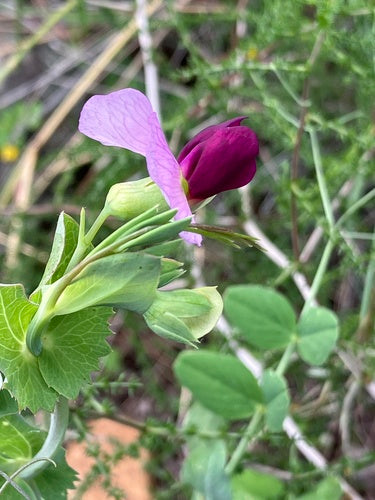 Erbsen — Bild 4