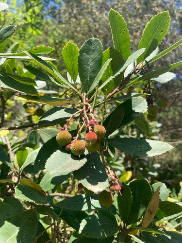 Erdbeerbaum — Bild 2
