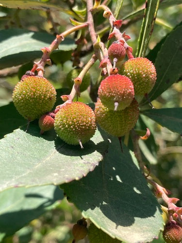 Erdbeerbaum — Bild 1