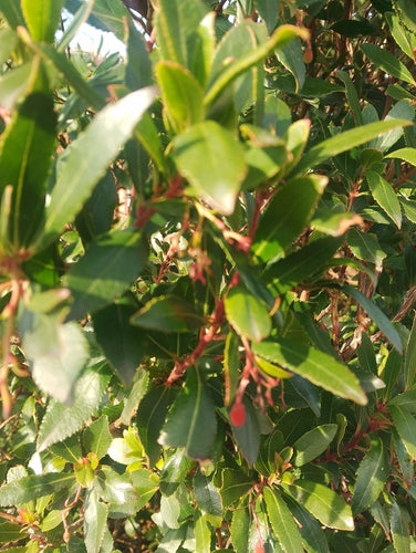 Erdbeerbaum — Bild 3