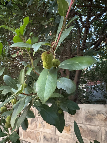 Erdbeerbaum — Bild 5