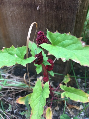 Erdbeerspinat — Bild 5