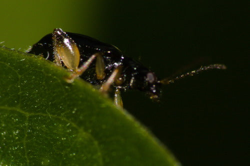Erdfloh — Bild 5 von 12