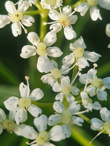 Erdkastanie — Bild 4