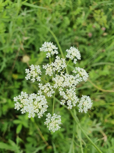 Erdkastanie — Bild 2