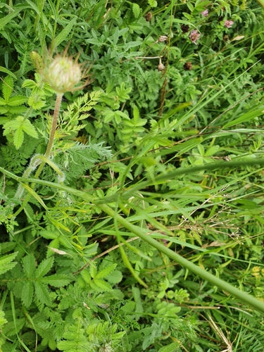 Erdkastanie — Bild 1