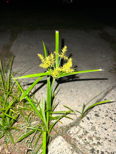 Erdmandel — Bild 1