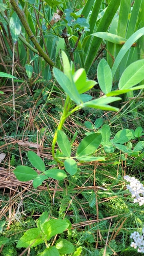 Erdnuss — Bild 3