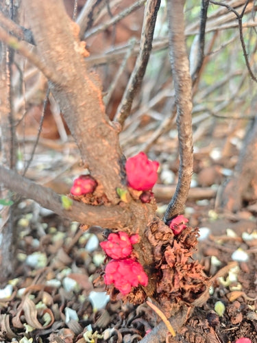 Erdzistrose — Bild 2 von 8