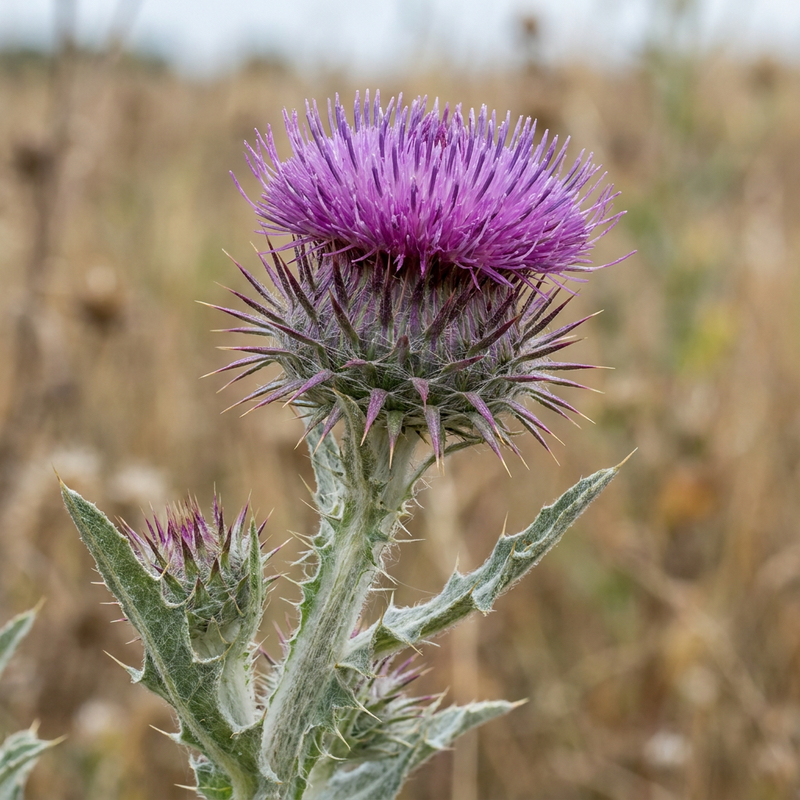 Eselsdistel