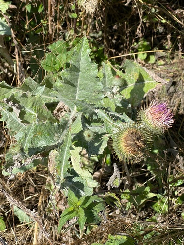 Eselsdistel — Bild 3 von 9