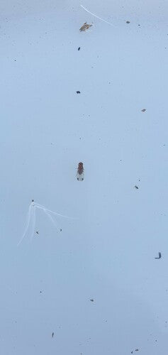 Essig- oder Taufliege — Bild 4