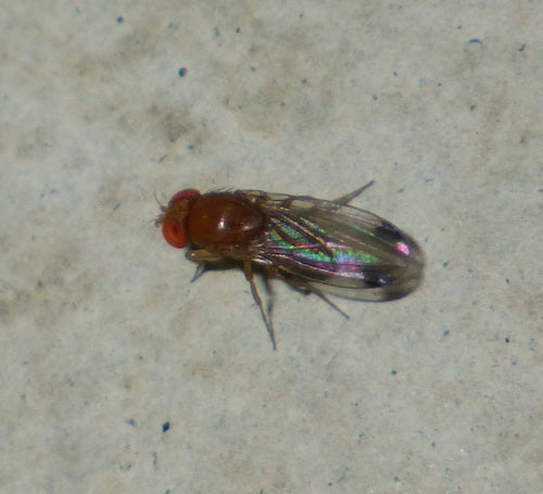 Essig- oder Taufliege — Bild 2 von 50