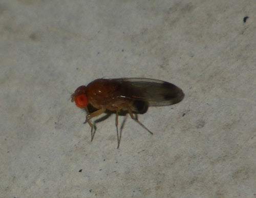 Essig- oder Taufliege — Bild 1 von 50
