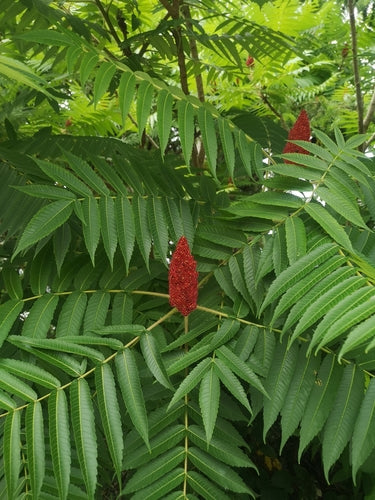 Essigbaum — Bild 4