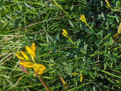 Färber-Ginster — Bild 2 von 8