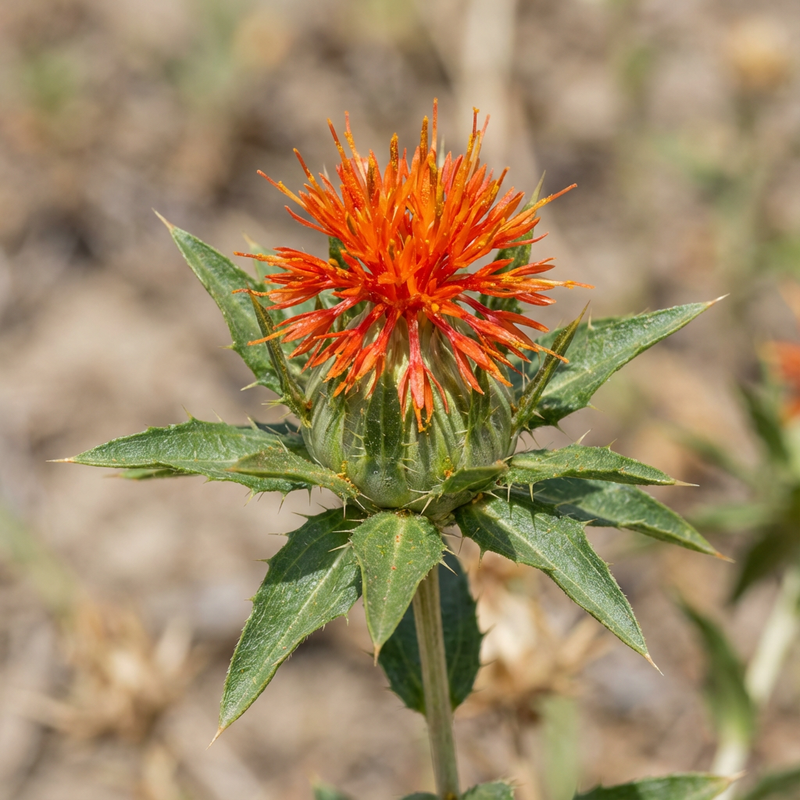 Faerberdistel