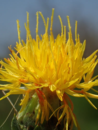 Faerberdistel — Bild 5