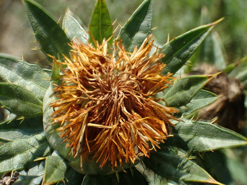 Faerberdistel — Bild 4