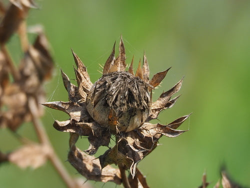 Faerberdistel — Bild 3
