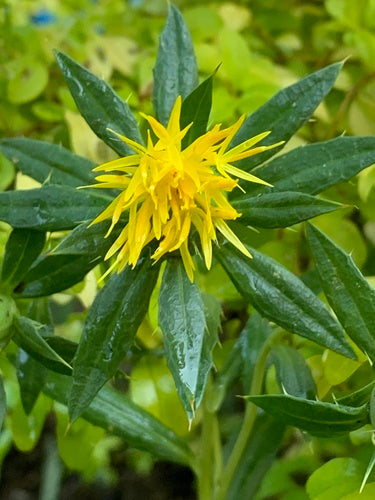Faerberdistel — Bild 2