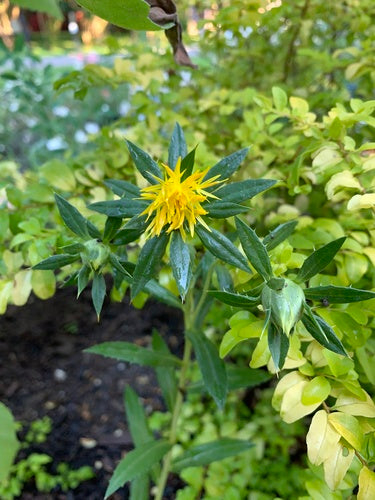 Faerberdistel — Bild 1