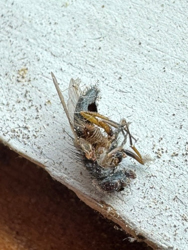 Falsche Stallfliege — Bild 1