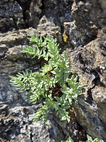 Farne — Bild 5