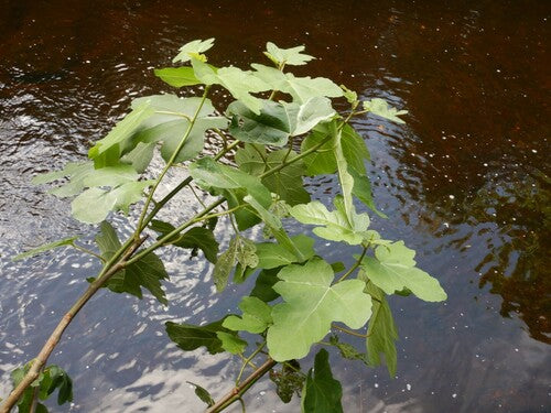Feigen — Bild 4