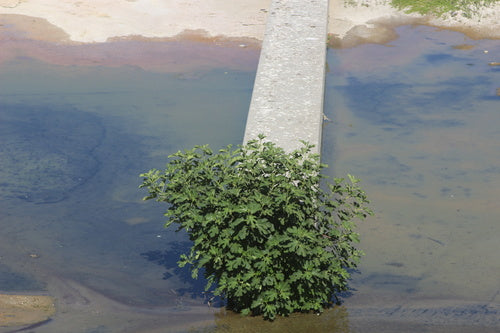 Feigen — Bild 1