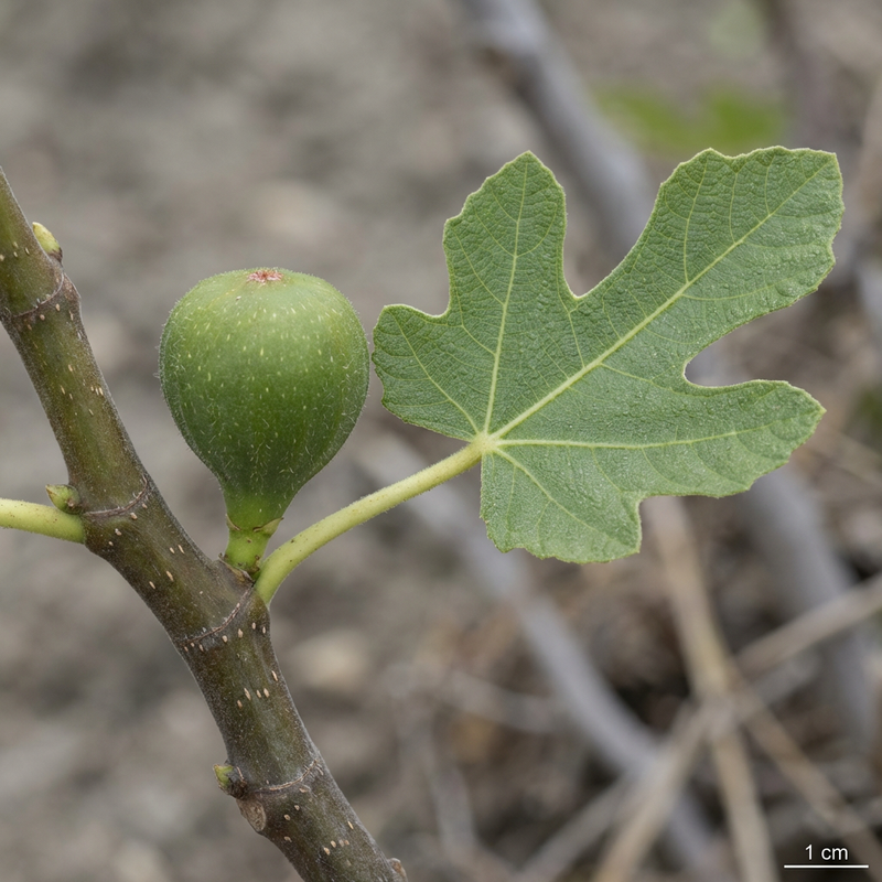 Feigenbaum