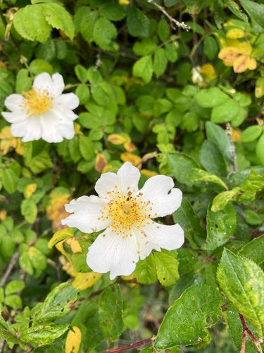 Feld-Rose — Bild 5 von 9