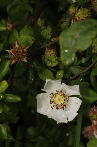 Feld-Rose — Bild 3 von 9