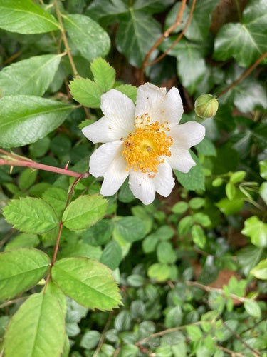 Feld-Rose — Bild 2 von 9